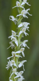 Platanthera stricta syn. P. dilatata