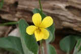 Nuttall's violet Viola nuttallii (syn. with V. preamorsa)