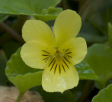 Viola sempervirens evergreen violet