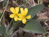 Nuttall's violet Viola nuttallii (syn. with V. preamorsa)