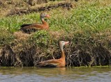 Black-bellied Whistling Duck