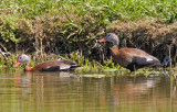 Black-bellied Whistling Duck