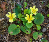 Viola sempervirens Evergreen violet