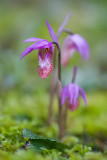 Calypso bulbosa Fairy slipper