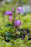 Calypso bulbosa Fairy slipper