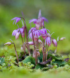 Calypso bulbosa Fairy slipper
