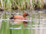 Cinnamon Teal (M)