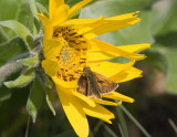 Mardon Skipper (Polites mardon)