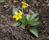 Viola nuttallii v. major (E. Cascades)