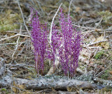Corallorhiza mertensiana Pacific coralroot