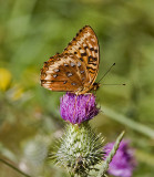 Great Spangled Fritillary Speyeria cybele (M)