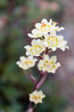 Zigadenus elegans Elegant death camas