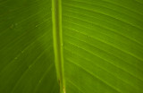 DSC_0015 ossipoff background banana palm.jpg