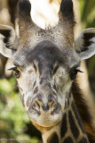 Animal Portraits