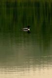 LOON