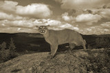 PUMA / COUGAR / LION DE MONTAGNE