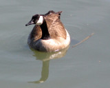 Brant goose 0578