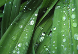 Day lilies after rain 0591