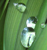 Day lilies after rain 0592