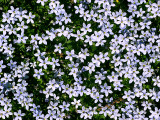 Blue Star Creeper 0672