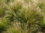 ? Grass 0673