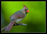 2007-6-30-002sp.jpg