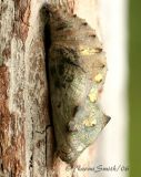 Red Admiral Chrysalis 1935