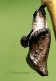 Viceroy Chrysalis 1443