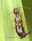 Earwig #2240