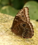 Morpho peleides JN7 #6857