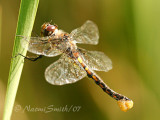 Common Basketail JN7# 7360