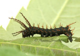 Citheronia regalis JL7 #8919