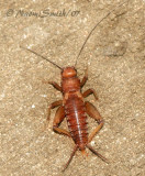 Gryllus pennsylvanicus-female nymph JL7 #0434