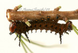 Eacles imperialis pini JL7 #0538