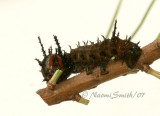 Eacles imperialis pini JL7 #0528