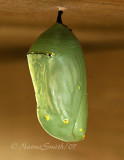 Monarch chrysalis JL7 #0701