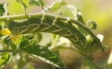 Tomato Hornworm JL7 #1189