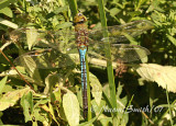 Common Green Darner AU7 #2700