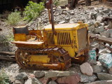 yellow cat