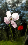 pink poppy