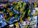 mousse et lichen.