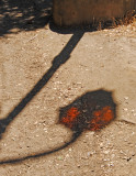 Lamp Shadow, Lake Merritt