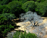Dead oaks among the living at Briones