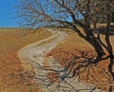 S curve and dry oaks, Briones