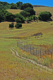 Oak landscape, Briones