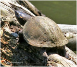 . SQUAM LAKES NATURAL SCIENCE CENTER-HOLDERNESS, NH