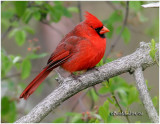 CORNELL LAB OF ORNITHOLOGY