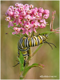 CLEARWATER CONSERVANCY- STATE COLLEGE, PA