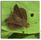 BUTTERFLIES OF THE CAROLINAS AND VIRGINIAS - CD