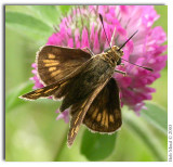 BUTTERFLIES OF THE CAROLINAS AND VIRGINIAS - CD